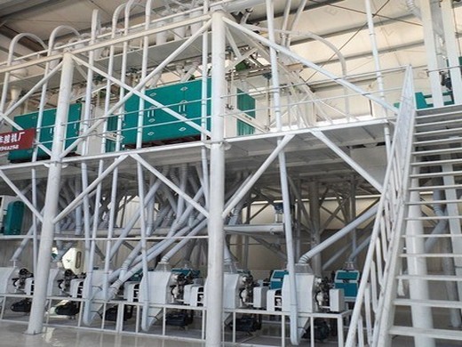 easy operation big size walnut oil production line