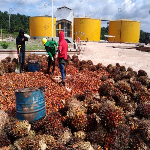 oil palm adaptive landscape in Nigeria