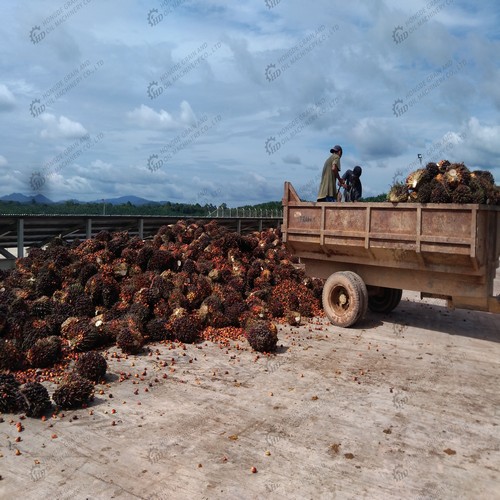 indonesia jerrycan palm oil indonesia jerrycan palm oil