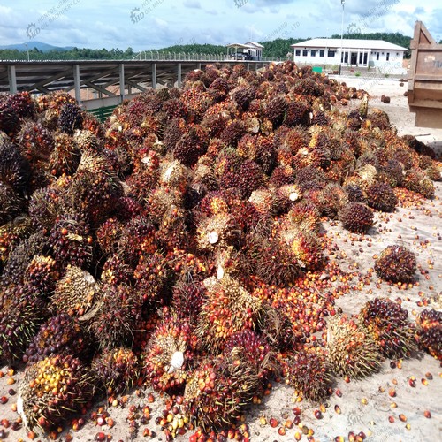 screw oil press sesame oil making machinery palm kernel in Nigeria
