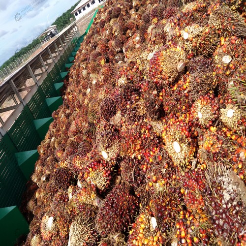 500kgh nigeria palm oil press machine/palm oil extractor in thailand
